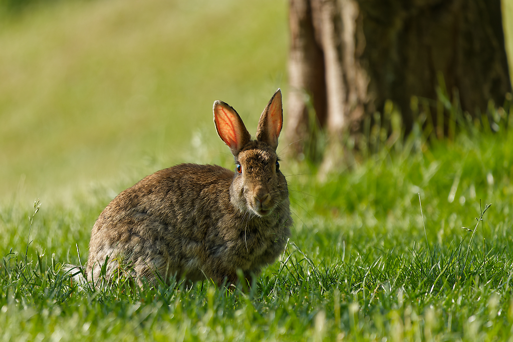 Rabbit